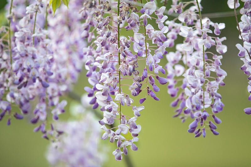 Hanging Plants