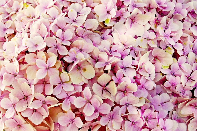 Hydrangea