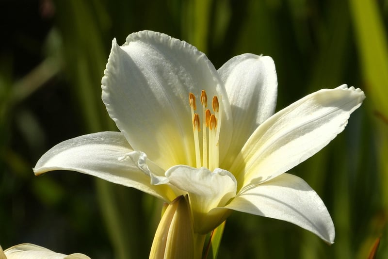 Lily