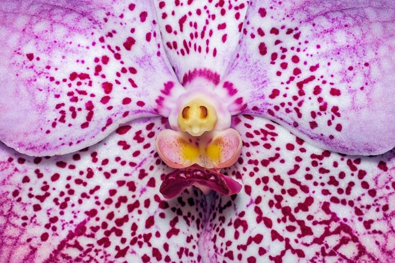 Orchid